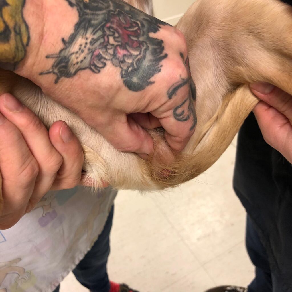 Instagram post from hellstroms_veterinarpraktik. This post is in position 1.