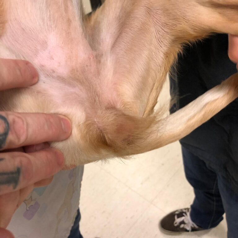 Instagram post from hellstroms_veterinarpraktik. This post is in position 5.