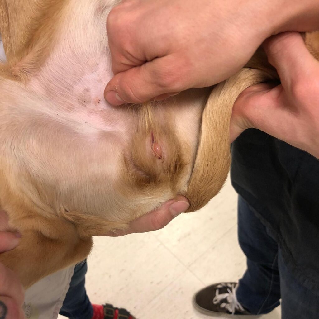 Instagram post from hellstroms_veterinarpraktik. This post is in position 2.